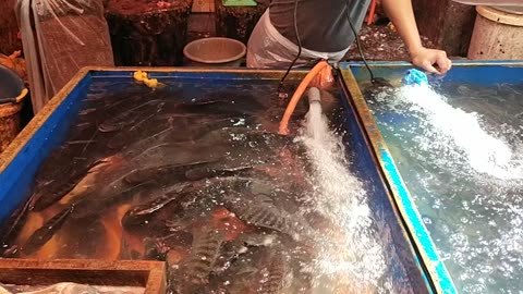 A Morning at the Fish Market: A Fresh Catch Experience