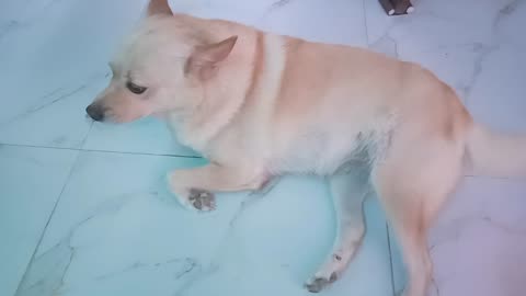 Chiku ki masti time