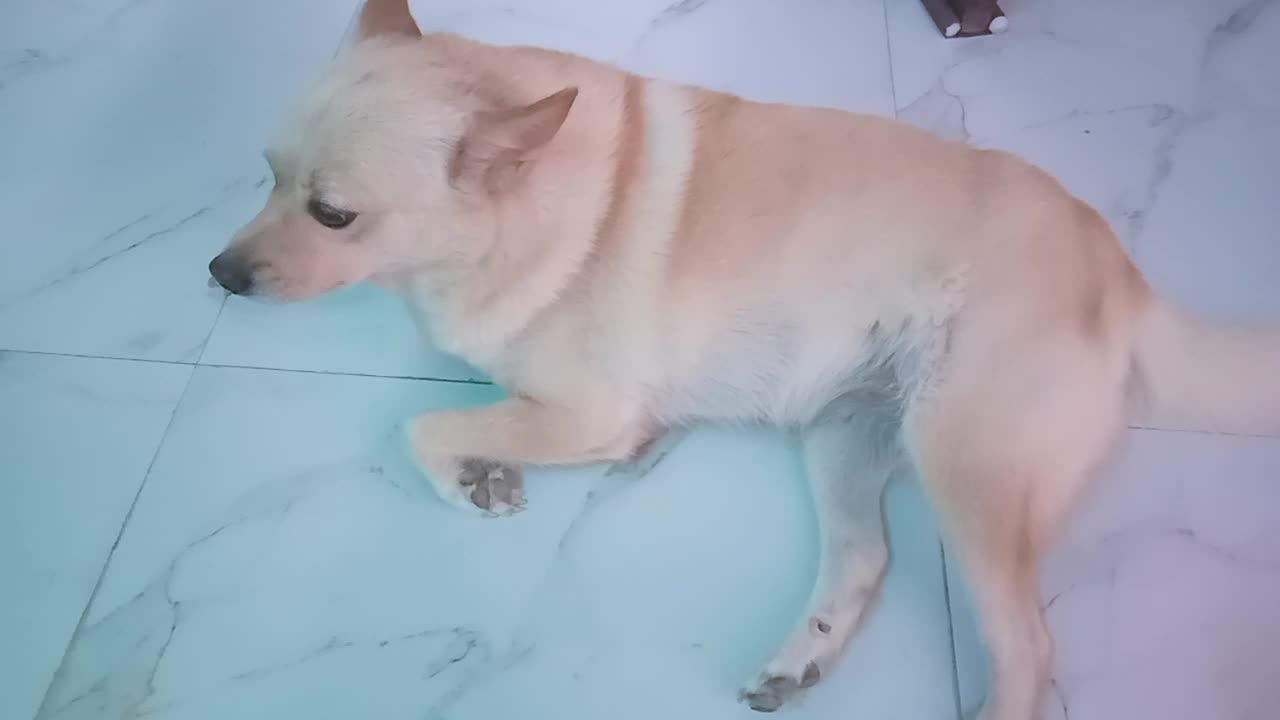 Chiku ki masti time