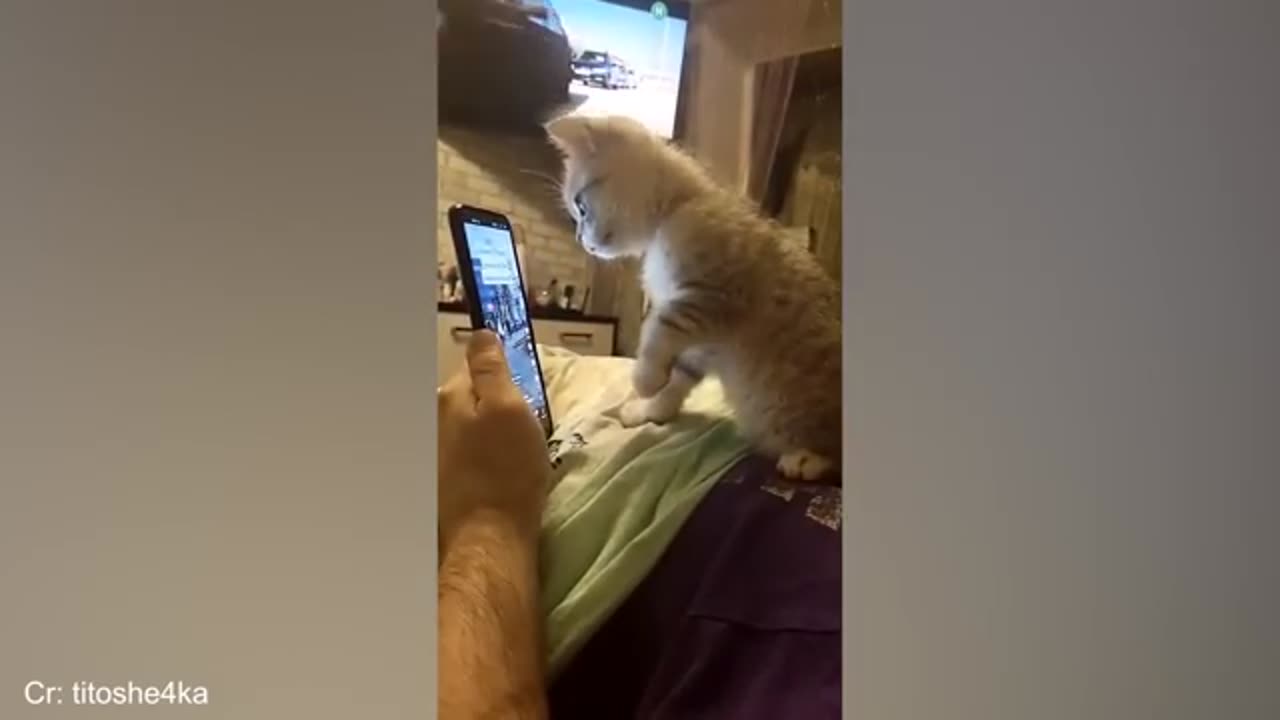 Funny Dogs and Cats are here to Break your HEART