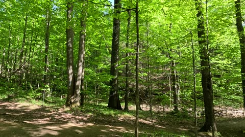 Virtual forest tour. Wooded area in Ontario Canada. UHD. Up to 4K.