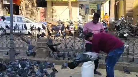 Feeding pigeons