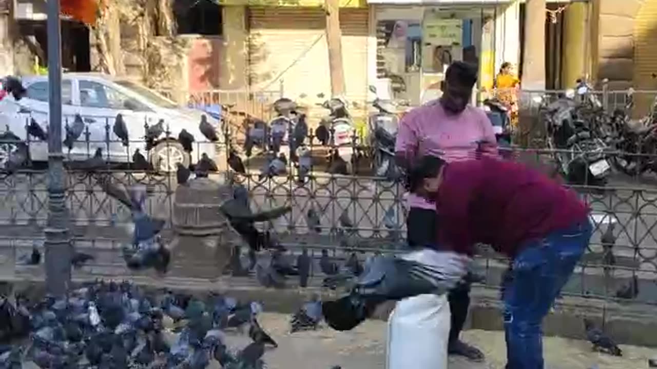 Feeding pigeons