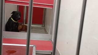 Titan-black 1y A872699 Brownie-back 1y A846370 kennel 103 PACC shelter young duo is nervous202593706