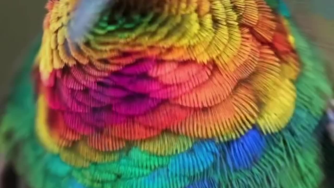 Bird of beauty