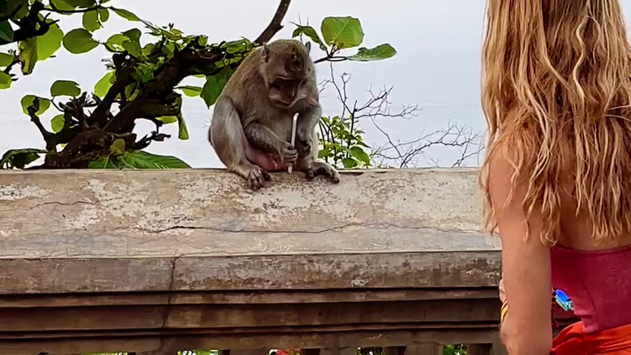 Mischievous Monkey: Phone Thief and Sunglasses Briber!