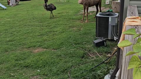 Camel Plays With Dog Kennel, Gets Head Stuck