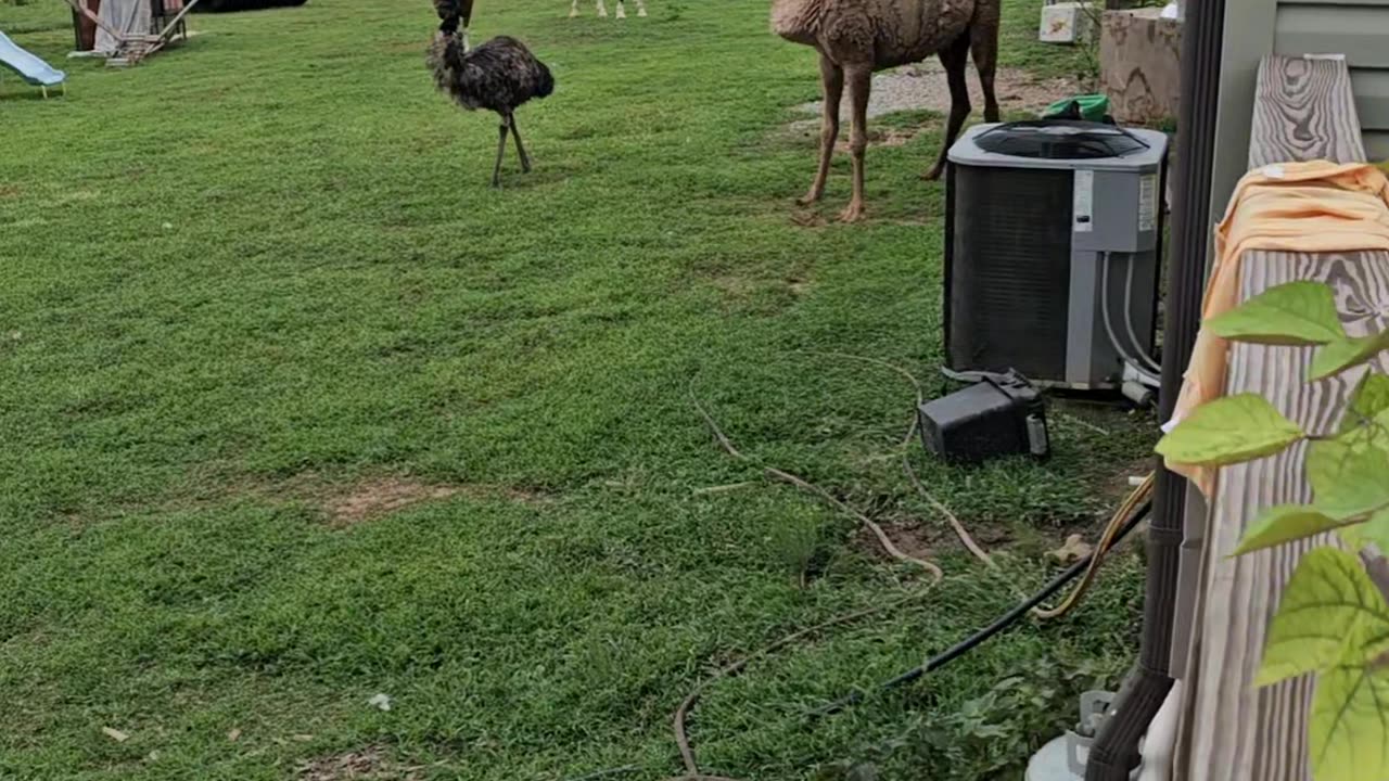 Camel Plays With Dog Kennel, Gets Head Stuck