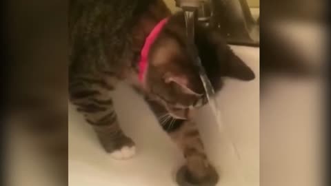 THE BEST CUTE AND FUNNY ANIMAL VIDEOS OF 2022! [FUNNY PETS]