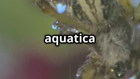 🕷️ Water Spiders Masters of the Underwater Air Bubble 🌊💨