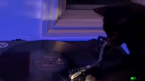 😂🐱 This DJ Cat is the Ultimate Party Animal! | FunFM