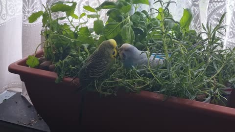 Perry Rhodan & Squeak, Jungle Explorers