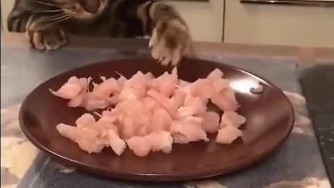 FUNNY MOMENTS CATS COMPILATION