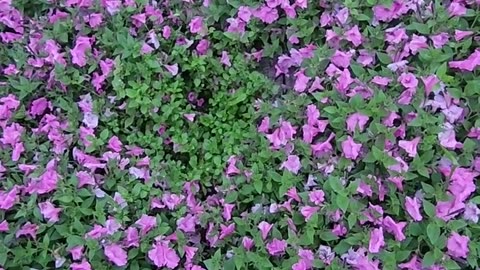 Real life Tomb Raider Petunia Stage.-W.M.W.F.A.