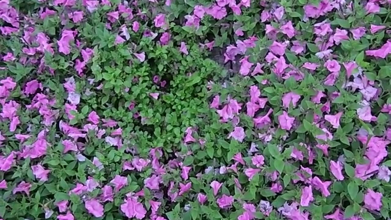 Real life Tomb Raider Petunia Stage.-W.M.W.F.A.