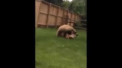 Dangerous Bear Kills Deer