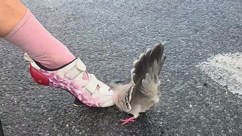 When a Pigeon Thinks your Shoe is 'The ONE' 🤣