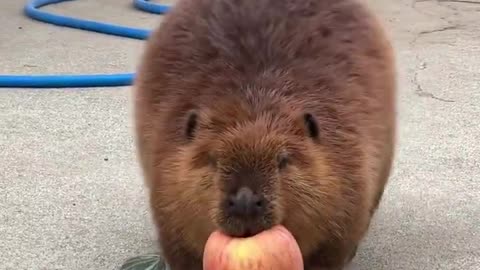 That's one thing about beavers they eat healthy like fruits