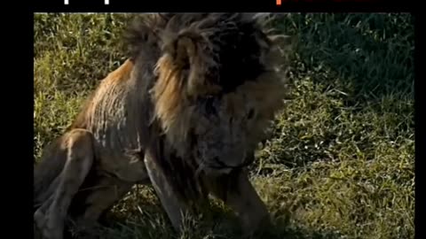 #lion video