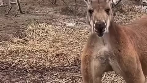 Biggest kangaroos in Australia 🇦🇺