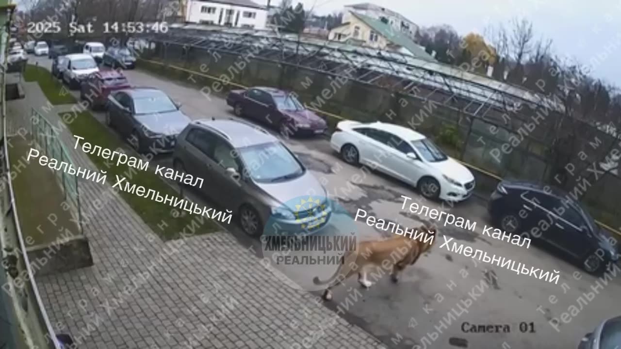 Lion Escapes from Zoo in Khmelnytskyi