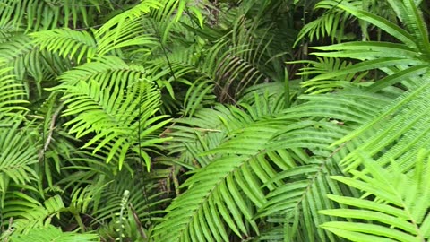 Sea of Edible Ferns at the Farm! 🌿| Expat in the Philippines 🇵🇭