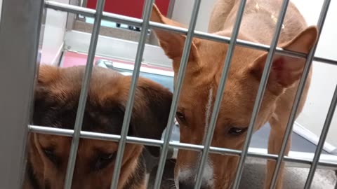 Blaine-German Shepherd 3y A863417 Hawaii-tan-on bed 8mos A870742 kennel 189 PACC shelter2025910836