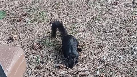 black squirrel very close up. Getting friendly. #wildlife #squirrel #wildlife