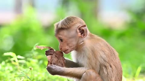 baby monkey in nature