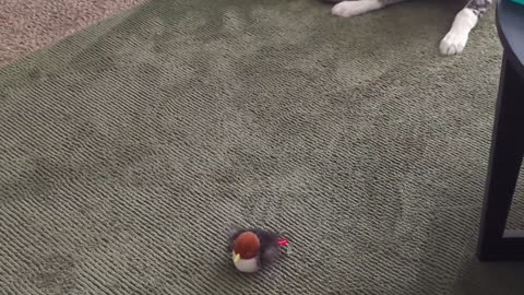 🐶😂 Watch How My Puppy's Face Cracks Up! | FunFM