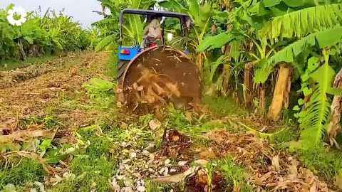Transporting Tons of Bananas This Way - Grows and Harvest Agricultural Agriculture Technology part 2