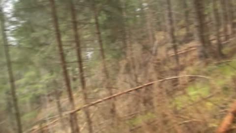 Forest (November 2021)