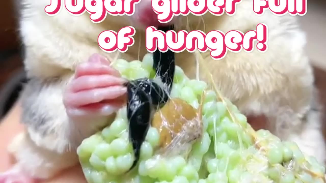 🥜 Sugar glider full of hunger!