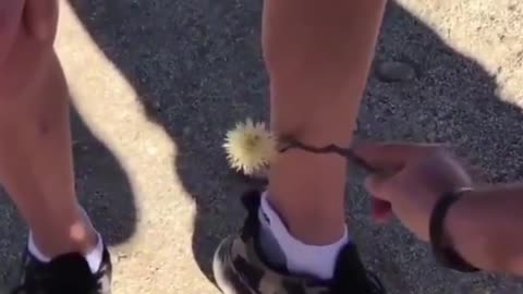😂💡 Genius Hack to Remove a Thorny Ball! | FunFM