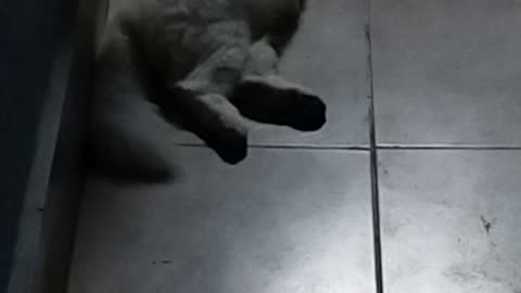 Cat white funny