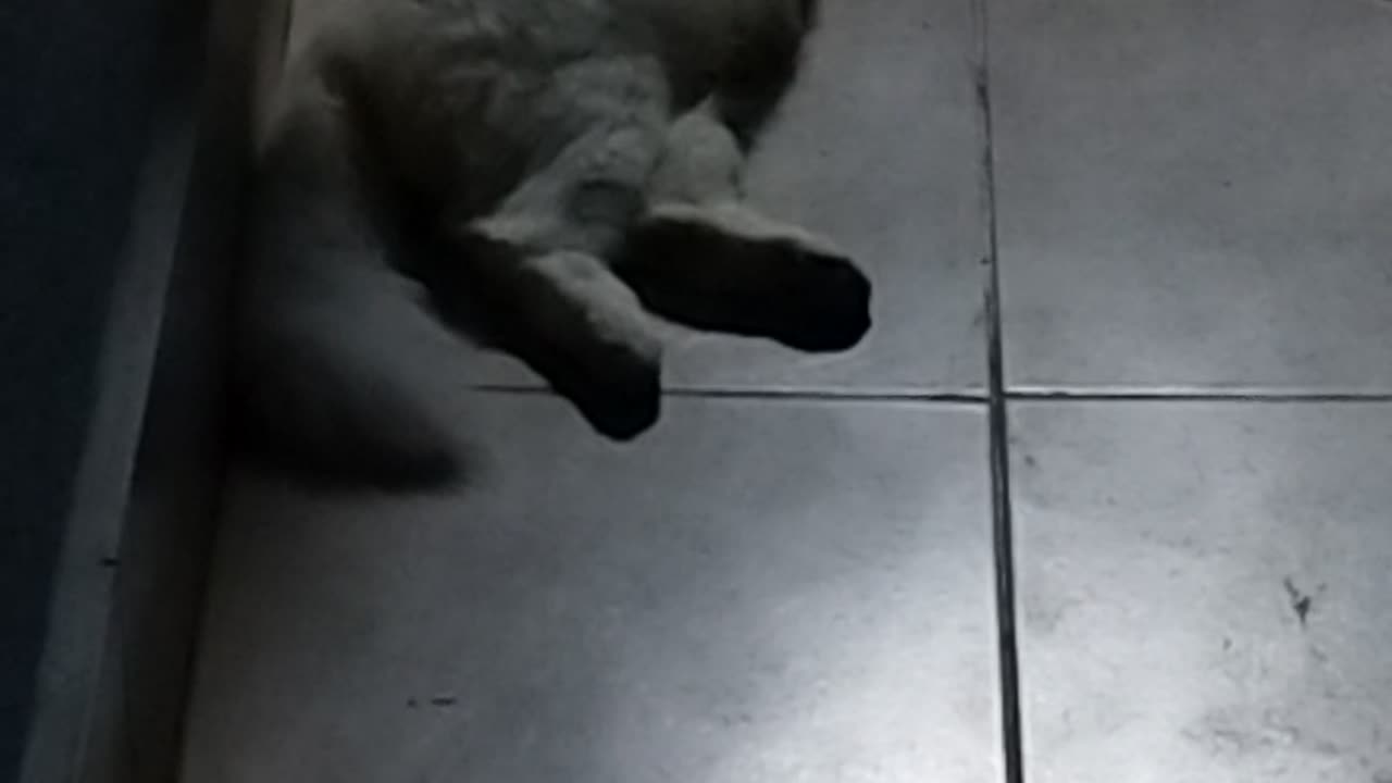 Cat white funny