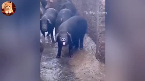 The Funniest Animals! 😂 Cats & Dogs Compilation 2025 🐶😼 - Part 3