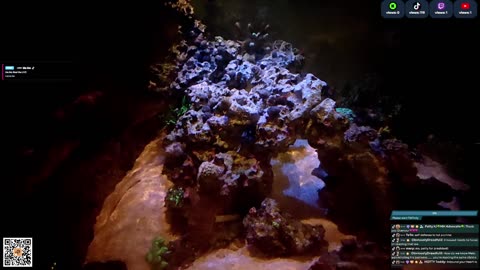 24/7 Real Live Reef Stream