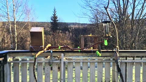 Happy birds and happy cats