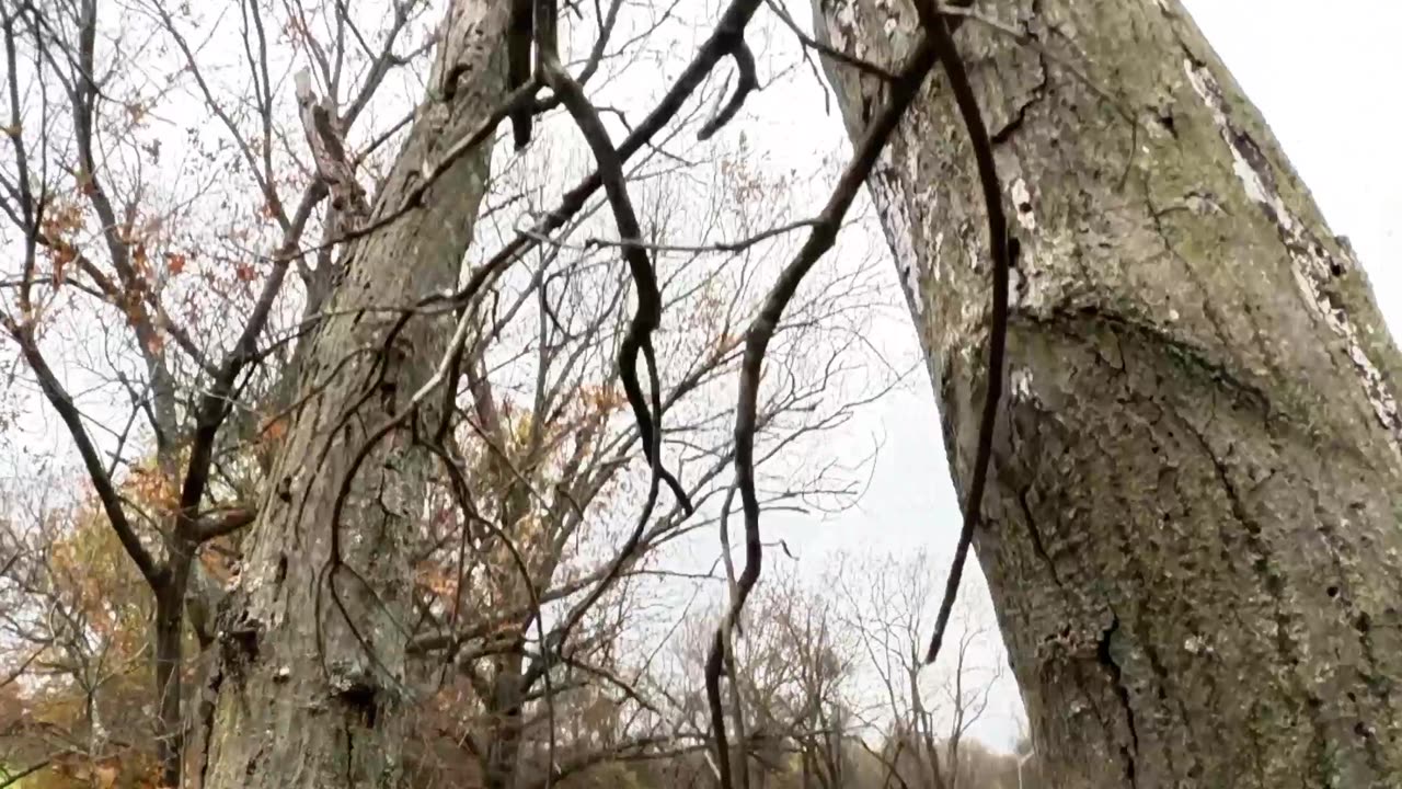 Oak Limb—Tree Climber’s View