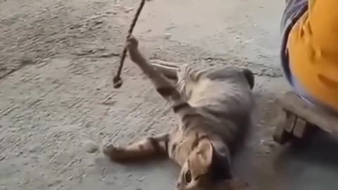 Cuteness & Comedy! The Ultimate Cat Compilation! 😻🤣