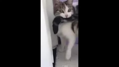 Funny animal videos 2025 - Funny cats/dogs - Funny animals
