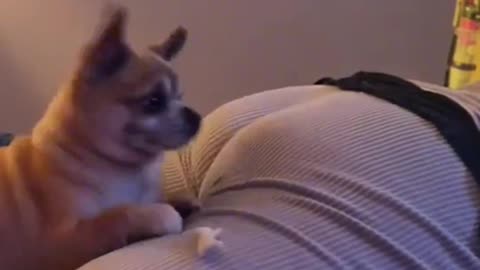 Funny 🐶 #funny #funnyvideo #dog