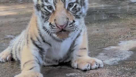 The little tiger is so cute