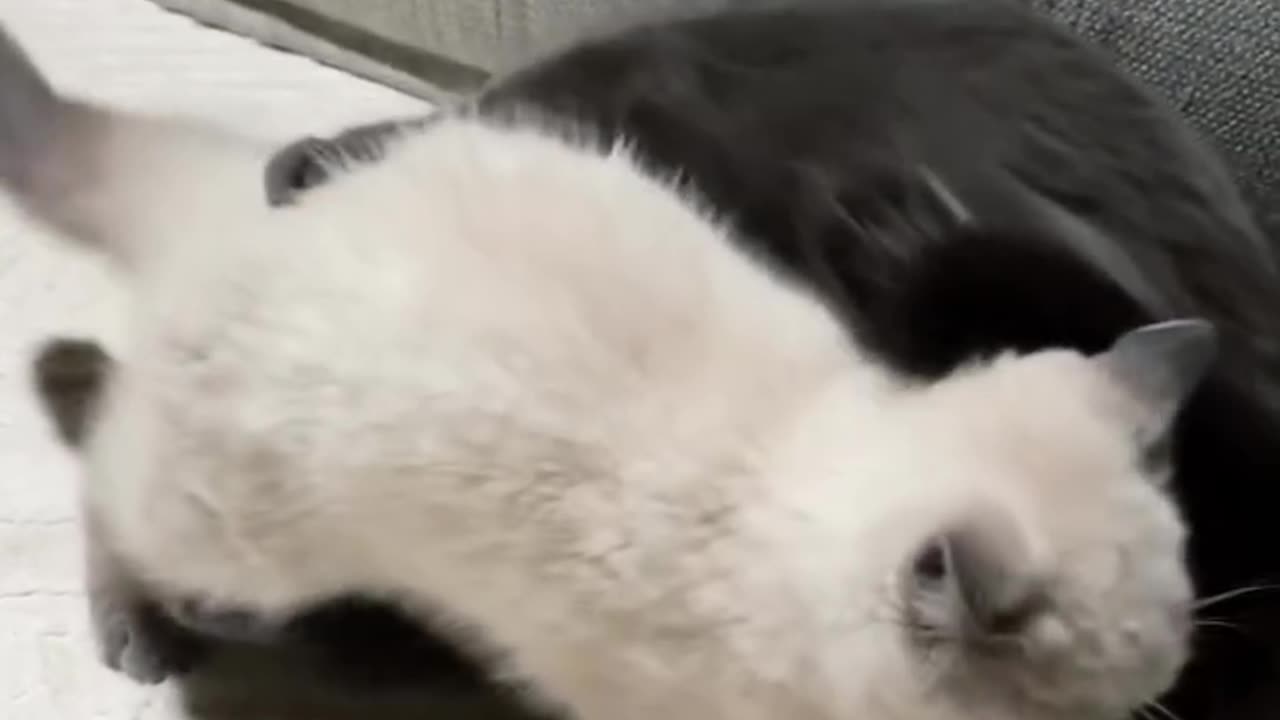 WWE meow wrestlemania (RKO)Cats are savage