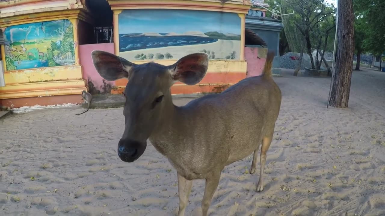 Okanda Devalaya. Kumana ,Sri Lanka