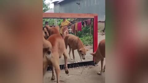 Động Vật Hài Hước | Funniest Animal Videos #1 😂🐕🐈