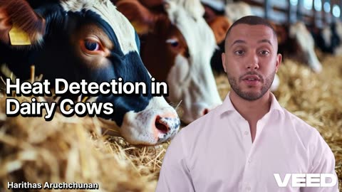 Heat Detection in Dairy Cows
