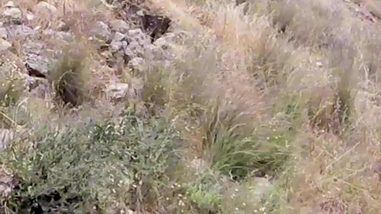 This is how Assyria Trapped Jerusalem #Shorts #RabbiJeffZaremsky