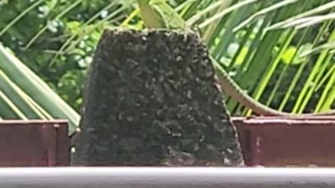 Gecko friend
